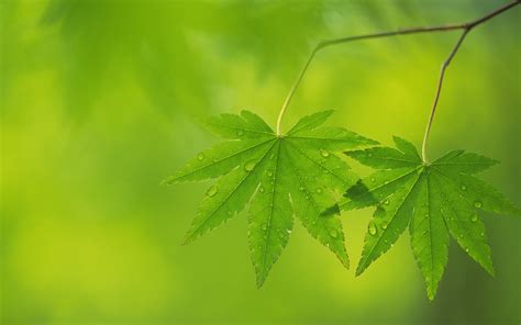 Wallpaper Sunlight Leaves Nature Grass Water Drops Branch Green