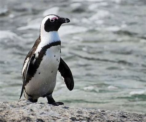 African Penguin Habitat Facts