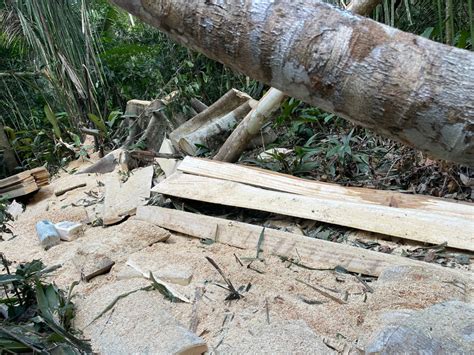 Homem Preso Por Invadir Propriedade Rural E Extrair Madeira Ilegal No