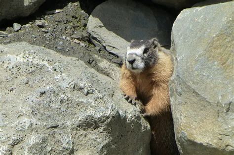 How Big is A Marmot Compared to Similar Animals?