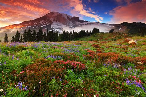 Wildflowers And Mt Rainier Wa August 11 13 2025 Randall J Hodges