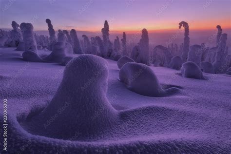 Frozen Dwarf Shrubs At Sunset Riisitunturi National Park Posio