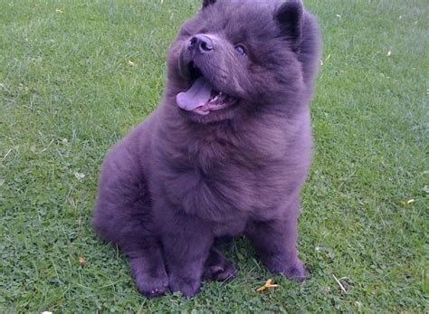 Chow Chow Dog Info Life Expectancy Temperament Puppies Pictures