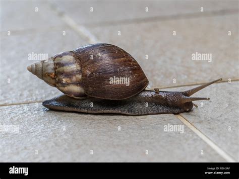 African Giant Snail Hi Res Stock Photography And Images Alamy