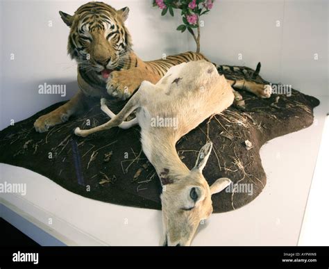 White Tiger Eating Deer