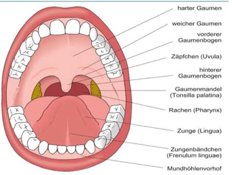 Anatomie Die Mundhöhle Cavum Oris Karteikarten Quizlet