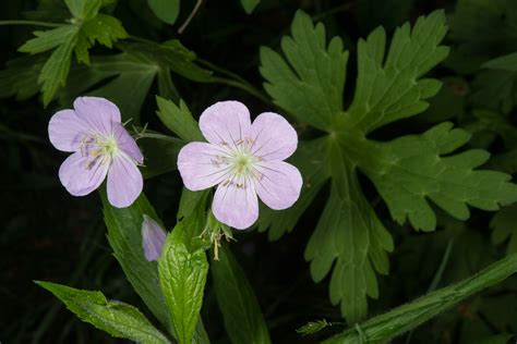 Geranium Maculatum Wild Geranium