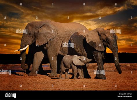 Baby African Elephant Loxodonta Africana Suckling With Dramatic