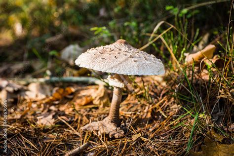 Czubajka Kaniagrzyb Bory Jesienią Charakter Grzyb Jedzenie