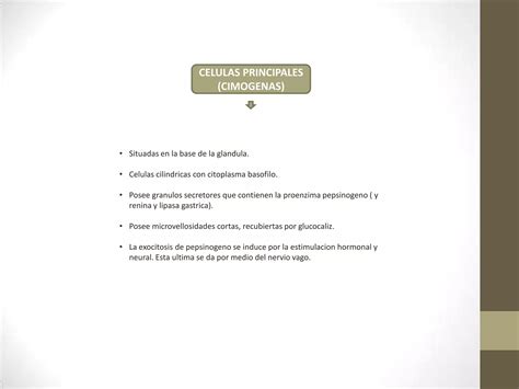 Histologia Sistema Digestivo Cavidad Bucal Tubo Digestivo Oscar