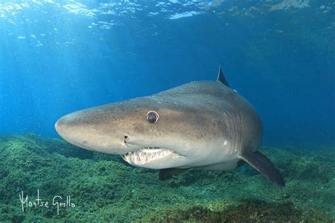 Shark Odontaspis Ferox Flickr