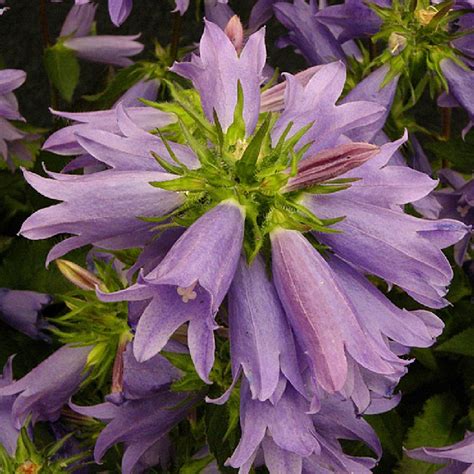 Campanula Viking Campanule P Pini Res Lepage Bretagne Bord De Mer