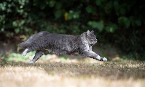 Maine Coon Cat Jumping Stock Photos, Pictures & Royalty-Free Images ...