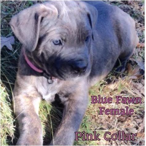 ACA, AKC, ICCF Registered Blue Fawn Female Cane Corso Pup for Sale in ...