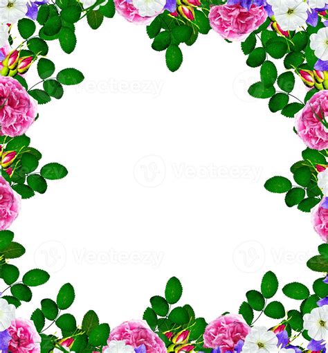 Dog rose flowers on a white background 9960768 Stock Photo at Vecteezy