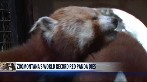 ZooMontana's world record Red Panda dies