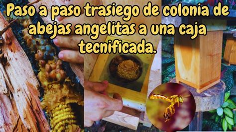 Cómo se hace un trasiego de abejas sin aguijón a una caja racional AF