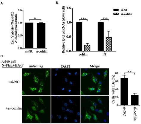 Frontiers Involvement Of Actin Regulating Factor Cofilin In The