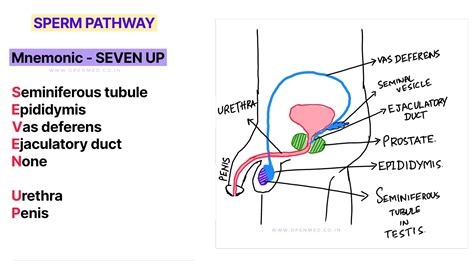 Sperm Release Pathway Mnemonic And Illustration