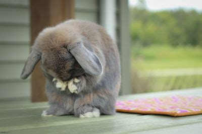 Mini Lop Bunnies, Holland Lop Bunnies, Pet Bunny Rabbits, Cute Babies, Cute Bunny Pictures ...