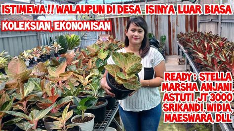 Istimewa Walaupun Di Desa Tapi Isinya Luar Biasa Harga Aglonema