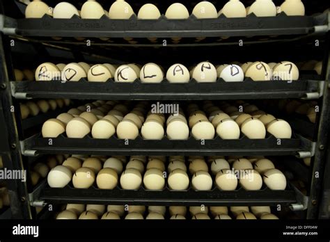 Egg Hatchery At Poultry Production Unit Stock Photo Alamy