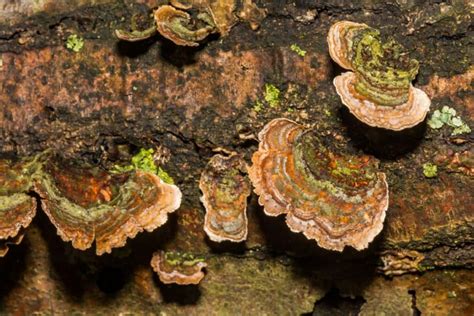 False Turkey Tail Fungi Identification And Lookalikes Mushroom