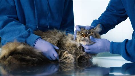 Two Veterinarians Checking Maine Coon Cat Health Modern Veterinary