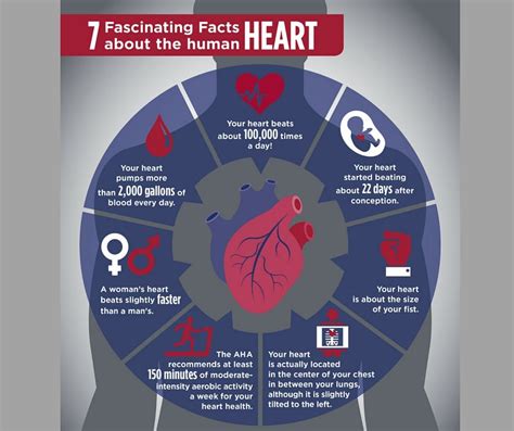 7 Fascinating Facts About Human Heart Facts About Humans Fun Facts