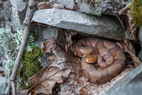 Northern Copperhead At A CT Den Site Mark Lotterhand Flickr