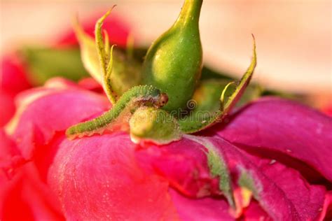 Green Caterpillar on a Rose Stock Image - Image of plague, fauna: 119775655