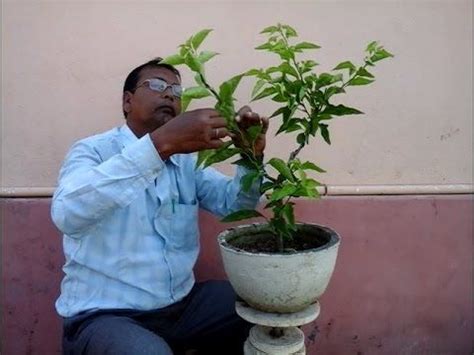 How To Make A Bougainvillea Bonsai Youtube Bougainvillea Bonsai