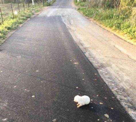 Cucciolo Di Cane Lanciato Da Un Auto In Corsa Aveva Ancora Gli Occhi