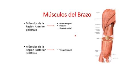 Región braquial anterior SREC uDocz