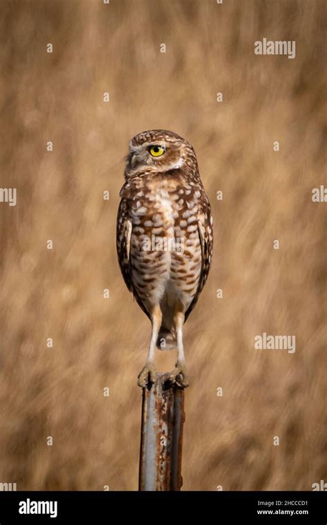 Burrowing Owl With Big Yellow Eyes Stock Photo Alamy