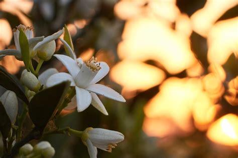 Una Planta Con Flores De Color Naranja Blanco Frente A Una Puesta De