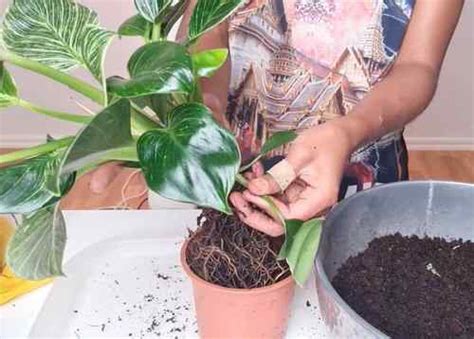 Philodendron Birkin Crowing Consejos Y Gu A Goodgardenthing