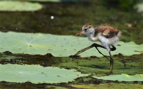 Comb Crested Jacana Pictures Az Animals