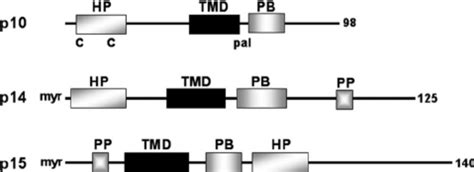 Structural Motifs Of The Fast Proteins The Linear Arrangement Of