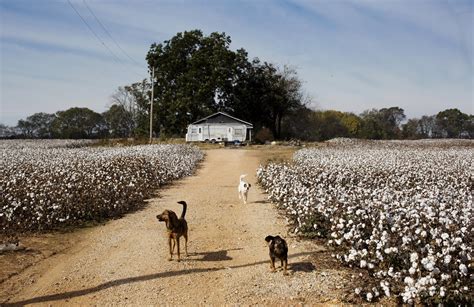 The Legacy Of King Cotton In The American South