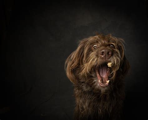 Is Diamond Dog Food Good For Dogs And Their Wellbeing