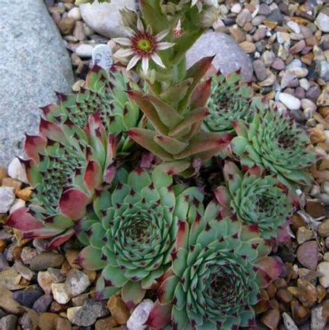 Sempervivum Calcareum Cuidados Y Reproducci N Th