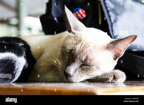 The Cat Sleeping On The Wood Table Stock Photo Alamy