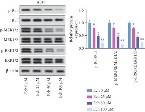 Ech Restrained The Malignant Phenotypes Of NSCLC Cells By Inhibiting