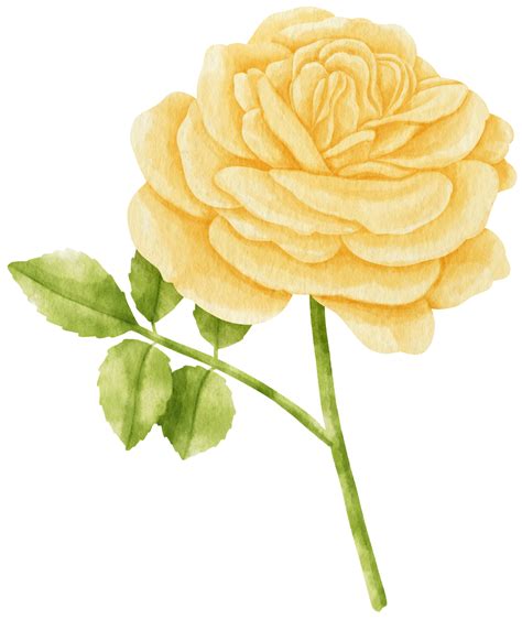 Yellow Rose Flowers Watercolor Illustration 9787707 Png