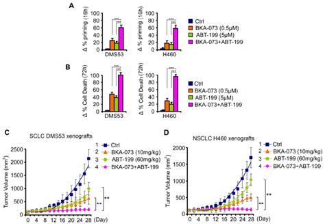 BKA 073 Synergizes With Bcl 2 Inhibitor ABT 199 Venetoclax Against