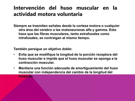 Funciones Motoras De La Medula Espina Lreflejos Medulares PPT