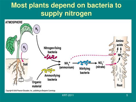 Rhizobium Symbiotic Bacteria