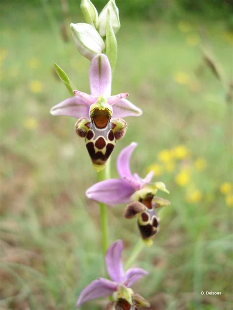 Ophrys Scolopax Cav 1793 Ophrys Bécasse Présentation