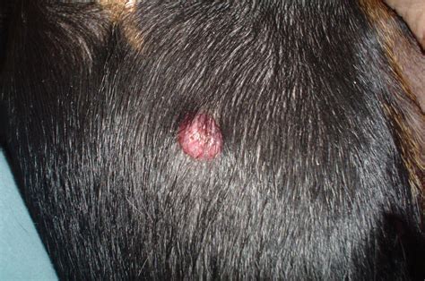 Histiocytoma - Doberman Forum : Doberman Breed Dog Forums